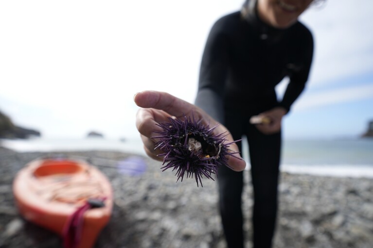 Artist Margaret Seelie holds an urchin during an event to remove them with the hope of restoring kelp forests, Saturday, Sept. 30, 2023, near Caspar, Calif. (AP Photo/Gregory Bull)
