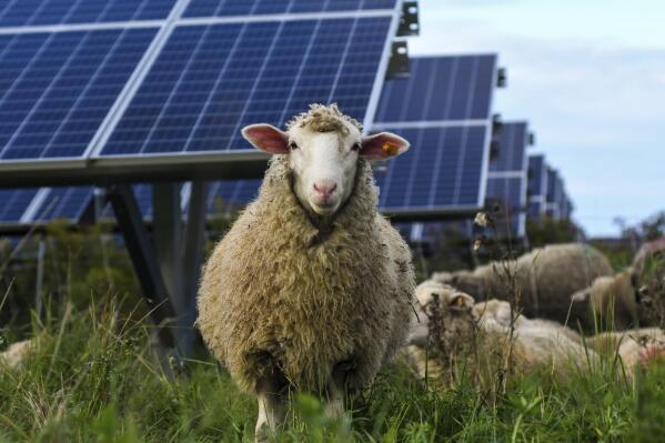 Sheep graze at a solar farm at Cornell University in Ithaca, N.Y., Friday, Sept. 24, 2021. As panels spread across the landscape, the grounds around them can be used for native grasses and flowers that attract pollinators such as bees and butterflies. Some solar farms are being used to graze sheep.(AP Photo/Heather Ainsworth)