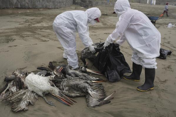 FILE - Municipal workers collect dead pelicans on Santa Maria beach in Lima, Peru, Tuesday, Nov. 30, 2022, as thousands of birds have died in November along the Pacific of Peru from bird flu, according to The National Forest and Wildlife Service (Serfor). The bird flu virus drawing attention in 2023 _ Type A H5N1 _ was first identified in 1959, by investigators looking into a flu outbreak in chickens in Scotland. Like other viruses, it has evolved over time, spawning newer versions of itself. (AP Photo/Guadalupe Pardo, File)