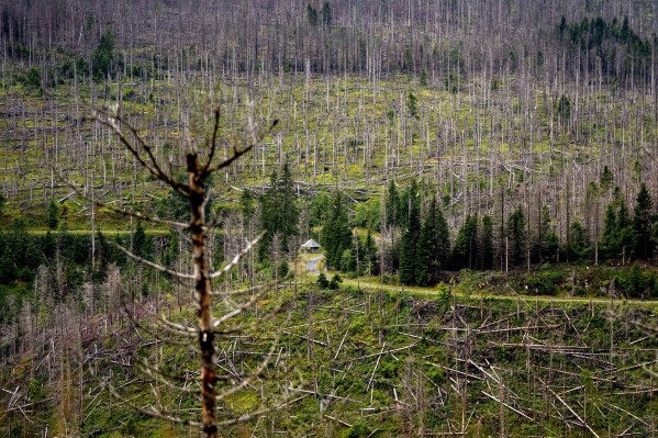 Árvores mortas estão nas florestas estaduais da Baixa Saxônia, nas montanhas Harz, perto de Clausthal-Zellerfeld, Alemanha, sexta-feira, 28 de julho de 2023. (AP Photo/Matthias Schrader)