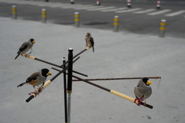 Wutong birds rest between turns catching beads shot out of a tube in mid-air, a Beijing tradition that dates back to the Qing Dynasty, outside a stadium in Beijing, Tuesday, March 26, 2024. Today, only about 50-60 people in Beijing are believed to still practice it. (AP Photo/Ng Han Guan)