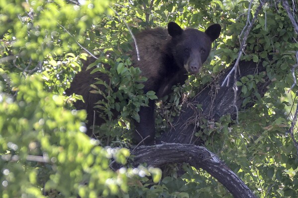 A black bear looks out from a tree on Wednesday, June 5, 2024, in Salt Lake City. The bear fell about 15 feet from the tree after wildlife officials tranquilized it but couldn’t get a bucket truck underneath it to catch it in time. The bear was expected to survive and be released back into the mountains. (Kristin Murphy/The Deseret News via AP)
