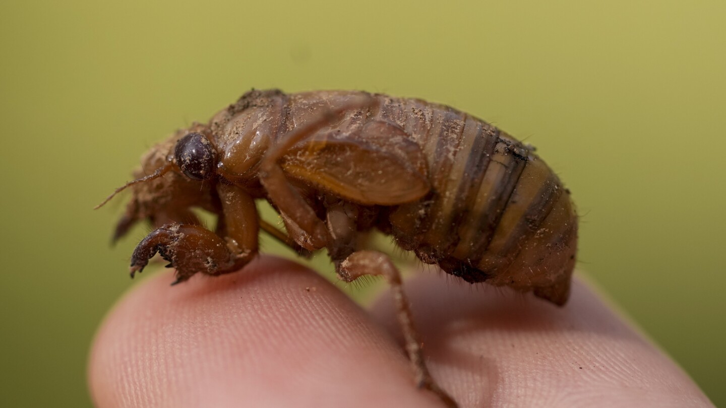 Trillions of evolution’s bizarro wonders, red-eyed periodical cicadas, are about to emerge in numbers not seen in decades and possibly centuries. (A