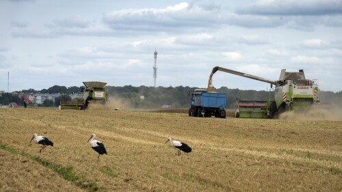 FILE - Storks walk in front of harvesters in a wheat field in the village of Zghurivka, Ukraine, on Aug. 9, 2022. Russia said Monday July 17, 2023 it has halted an unprecedented wartime deal that allows grain to flow from Ukraine to countries in Africa, the Middle East and Asia where hunger is a growing threat and high food prices have pushed more people into poverty. (AP Photo/Efrem Lukatsky, File)