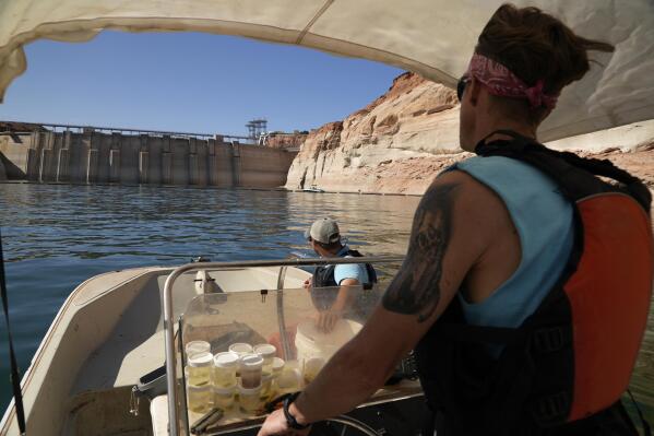 FILE - Utah State University master's student Barrett Friesen steers a boat near Glen Canyon dam on Lake Powell on June 7, 2022, in Page, Ariz. In Arizona, water officials are concerned, though not panicking, about getting water in the future from the Colorado River as its levels decline and the federal government talks about the need for states in the Colorado River Basin to reduce use. (AP Photo/Brittany Peterson, File)