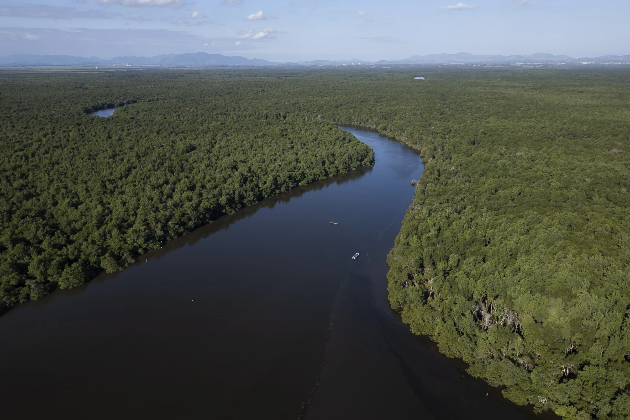Rio's mangrove swamps