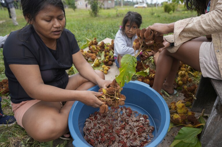 Wari' Indigenous women prepare a typical spice named Urucum in Guajara-Mirim, Rondonia state, Brazil, Friday, July 14, 2023. (AP Photo/Andre Penner)