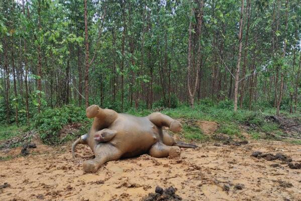 In this Wednesday, May 25, 2022 photo released by Indonesia's Nature Conservation Agency (BKSDA), the carcass of a pregnant Sumatran elephant, suspectedly died of poisoning, lies on the ground near a palm plantation in Bengkalis, Riau province, Indonesia. Local authorities are still investigating the cause of the death of the critically endangered elephant and its unborn baby. (BKSDA via AP)