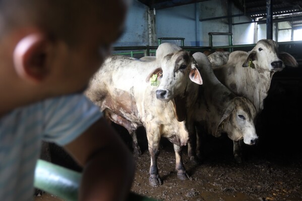 Cows imported from Australia stand in a pen at a government's slaughterhouse near Medan, North Sumatra, Indonesia, Tuesday, Aug. 1, 2023. Indonesia suspended live cattle import from four Australian facilities after finding cases of lumpy skin disease (LSD) in livestock shipped from Australia, officials said on Tuesday. (AP Photo/Binsar Sakkara)