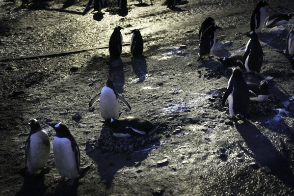 Penguins walk near Chile's O'Higgins Base, Antarctica, Wednesday, Nov. 23, 2023. (AP Photo/Jorge Saenz)