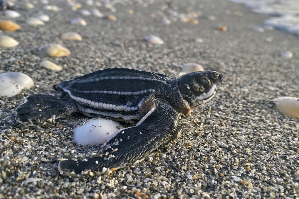 A Loggerhead Sea Turtle makes it way to the Atlantic Ocean in this undated photo in Juno Beach, Fla. By most measures, it was a banner year for sea turtle nests at beaches around the U.S., including record numbers for some species in Florida and elsewhere. Yet the positive picture for turtles is tempered by climate change threats, including higher sand temperatures that produce fewer males, changes in ocean currents that disrupt their journeys and increasingly severe storms that wash away nests. (Loggerhead Marine Life Center via AP)