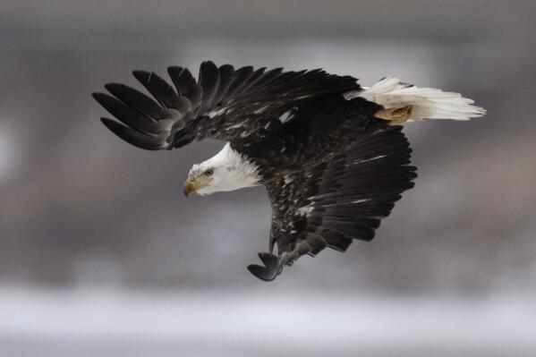 FILE - A bald eagle flies over a partially frozen Des Moines River, Dec. 21, 2022, in Des Moines, Iowa. Federal and Arkansas state wildlife authorities are asking for the public's help in catching whoever might be responsible for the deaths of four bald eagles in Arkansas' Marion County in early 2023. (AP Photo/Charlie Neibergall, File)