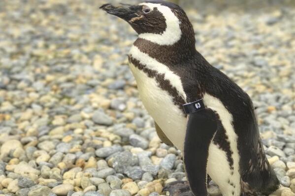 This undated photo released by the San Francisco Zoo & Gardens, shows, a male Magellanic penguin, called Captain EO, at the zoo in San Fransisco. The oldest Magellanic penguin at the San Francisco Zoo & Gardens — one of the oldest penguins living under human care anywhere in the world — died Wednesday, July 6, 2022, at the age of 40, the zoo reported.  The species' average life expectancy is 20 to 30 years. (San Francisco Zoo & Garden via AP)