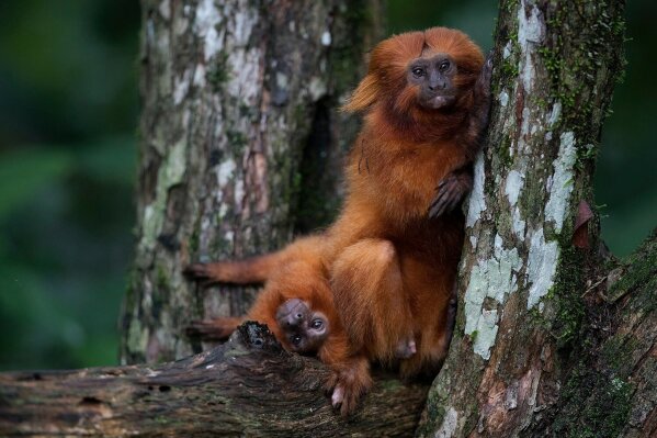 Helping the Golden Lion Tamarin - Earth Day