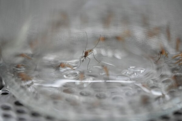 A mosquito sits in the bottom of a bottle containing a particular insecticide as part of a test during a tour of the Center for Disease Control laboratory Thursday, April 4, 2024, in Fort Collins, Colo. (AP Photo/David Zalubowski)