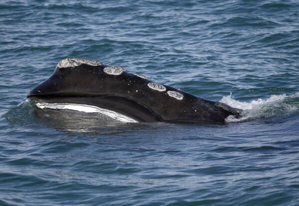 FILE - A North Atlantic right whale feeds on the surface of Cape Cod Bay off the coast of Plymouth, Mass., in this March 28, 2018, file photo. President Joe Biden's administration has made a priority of encouraging offshore wind along the Atlantic coast in waters that are home to the declining North Atlantic right whale. (AP Photo/Michael Dwyer, File)