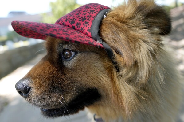 "Teddy," a 7-year-old chow mix, dons a doggie cap at a park, Monday, July 15, 2024, in Phoenix. As sweltering temperatures drag on around the U.S., it's not just people who need help with the dog days of summer. Pet owners have to consider how to both shield and cool down furry family members as intense — and at times deadly — heat waves become more common occurrences. (ĢӰԺ Photo/Matt York)