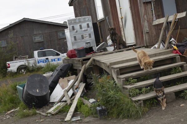 Dogs run across the porch of Dale Moses' home, Saturday, Aug. 19, 2023, in Akiachak, Alaska. Moses' front porch collapsed after plumbing pipes were installed beneath. (AP Photo/Tom Brenner)