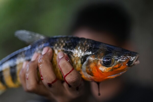 A Juma Indigenous youth shows the fish he just caught on the Assua River, near his community, in Canutama, Amazonas state, Brazil, Saturday, July 8, 2023. The Juma seemed destined to disappear following the death of the last remaining elderly man, but under his three daughters’ leadership, they changed the patriarchal tradition and now fight to preserve their territory and culture. (AP Photo/Andre Penner)