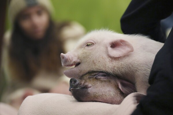 Customers play with micro pigs at a mipig cafe, Wednesday, Jan. 24, 2024, in Tokyo. (AP Photo/Eugene Hoshiko)