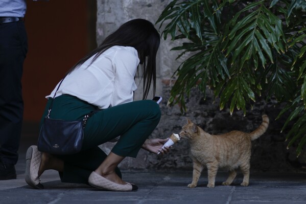 A feral cat living on National Palace grounds takes a lick of ice cream, in Mexico City, Thursday, March 4, 2024. Staff say they remember the feral cats living among the cacti and dense brush of the gardens as far back as 50 years ago. (AP Photo/Eduardo Verdugo)