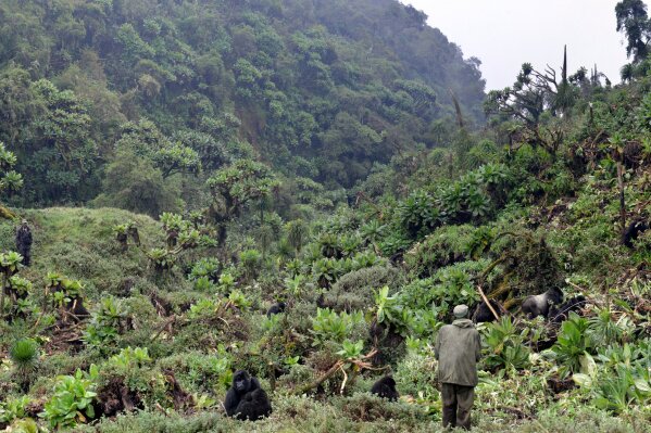 
              In this 2016 photo provided by the Dian Fossey Gorilla Fund, an anti-poaching team checks on a group of mountain gorillas in Rwanda's Volcanoes National Park. On Wednesday, Nov. 14, 2018, the International Union for Conservation of Nature updated the species’ status from “critically endangered” to “endangered.” The designation is more promising, but still precarious. (Dian Fossey Gorilla Fund via AP)
            
