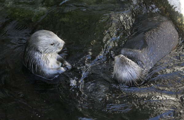 FILE - Sea otters loll in the water at the Monterey Bay Aquarium in Monterey, Calif., March 26, 2018. (AP Photo/Eric Risberg, File)