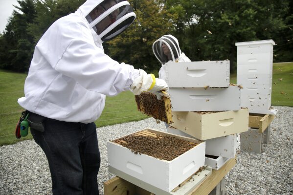 Beekeeping Is All the Rage. These Programs Can Help Veterans Get