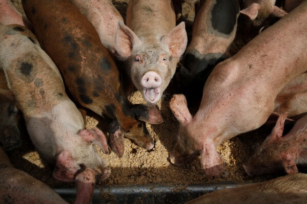 FILE - Pigs eat from a trough at the Las Vegas Livestock pig farm, April 2, 2019, in Las Vegas. On Friday, Sept. 8, 2023, a coalition of civil society groups filed a lawsuit seeking to force the Environmental Protection Agency to strengthen its regulation of large livestock operations that release pollutants into waterways. (AP Photo/John Locher, File)