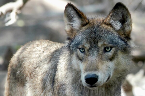 FILE - A gray wolf is seen, July 16, 2004, at the Wildlife Science Center in Forest Lake, Minn. Wisconsin wildlife officials were expected to vote Wednesday, Oct. 25, 2023, on a contentious new wolf management plan that doesn't include a specific population goal despite demands from hunters and farmers to establish a hard cap on the animals. (AP Photo/Dawn Villella, File)