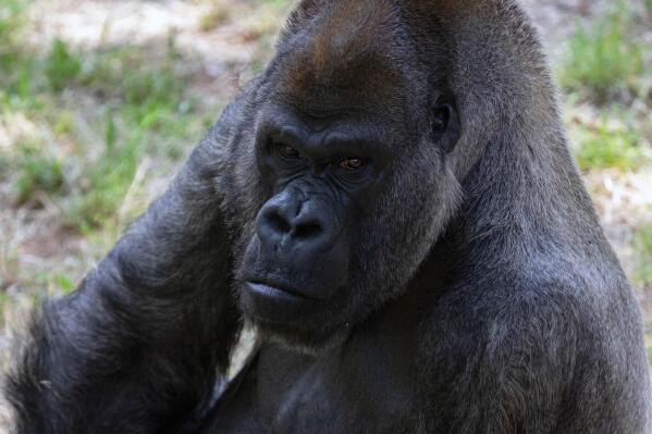 This June 2018 photo provided by Zoo Atlanta shows Ozzie, the world's oldest male gorilla. Ozzie was found dead by his care team at the Atlanta zoo Tuesday, Jan. 25, 2022 zoo officials announced. He was 61. (Zoo Atlanta via AP)