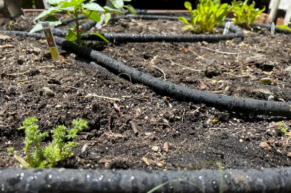 This May 26, 2023, image provided by Jessica Damiano shows a soaker hose system installed in a raised vegetable garden bed on Long Island, N.Y. Using soaker hoses or other drip irrigation methods instead of overhead sprinklers saves water and money, reduces waste and helps protect plant health. (Jessica Damiano via AP)