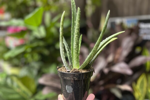 This Sept. 18, 2023, image provided by Jessica Damiano shows a low-maintenance Aloe vera plant in Syosset, NY. (Jessica Damiano via AP)