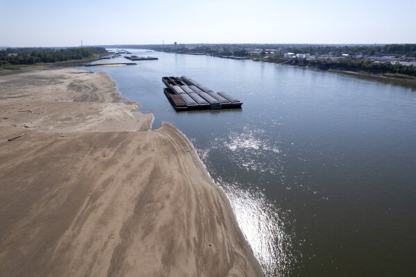 Barges float in the Mississippi River as a portion of the riverbed is exposed, Friday, Sept. 15, 2023, in St. Louis. A long stretch of hot, dry weather has left the Mississippi River so low that barge companies are reducing their loads just as Midwest farmers are preparing to harvest their crops and send tons of corn and soybeans downriver to the Gulf of Mexico. (AP Photo/Jeff Roberson)