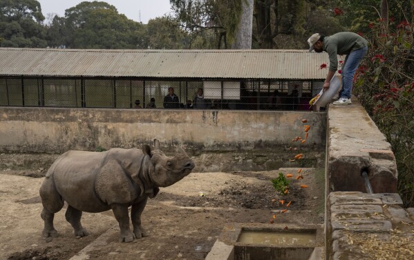 A zookeeper feeds a one horned Rhinoceros at the Central Zoo in Lalitpur, Nepal, on Feb. 21, 2024. (AP Photo/Niranjan Shrestha)