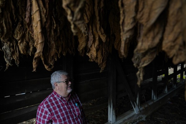 Keith Lowry stands inside a tobacco barn, Thursday, Nov. 9, 2023, in Pilot Oak, Ky. (AP Photo/Joshua A. Bickel)