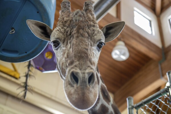 This image provided by the Great Plains Zoo shows Chioke in an enclosure at the zoo in Sioux Falls, S.D., in March 2024. The beloved 18-year-old reticulated giraffe died, March 28, 2024, the zoo announced Thursday, April 4, 2024. Chioke, born in Busch Gardens in Tampa, Fla., came to the zoo in 2007. He grew to nearly 15 feet tall and sired three offspring, who went on to other zoos. (Great Plains Zoo via AP)
