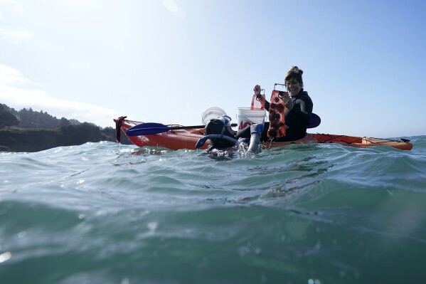 Artist Margaret Seelie, right, smiles as she loads urchins into her kayak, caught by Keevan Harding, left, during an event to remove urchins with the hope of restoring kelp forests, Saturday, Sept. 30, 2023, near Caspar, Calif. Seelie uses the colorful urchins for various elements in her artwork, including as dye for clothing. (AP Photo/Gregory Bull)