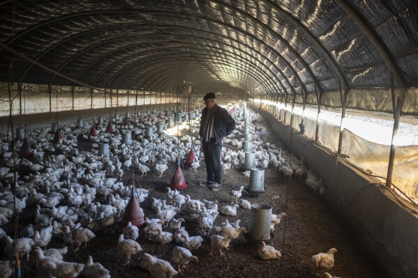 Mimoun Nadori stands in a chicken coop he manages, in Nador, north of Morocco, Friday, March 8, 2024. (AP Photo/Mosa'ab Elshamy)