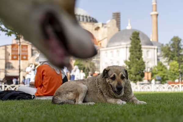 A stray dog rests outside Byzantine-era Hagia Sophia mosque in Istanbul, Turkey, Wednesday, July 3, 2024. A Turkish parliamentary commission has approved a bill aimed at regulating the country's large stray dog population, a move that has raised concerns among animal rights advocates who fear many of the dogs would be killed or end up in neglected and overcrowded shelters.(ĢӰԺ Photo/Francisco Seco)