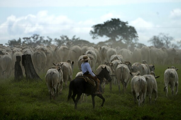 A cowboy drives a herd of cattle in the pastures of the Guachupe farm, in the rural area of the Rio Branco, Acre state, Brazil, Monday, May 22, 2023. (AP Photo/Eraldo Peres)