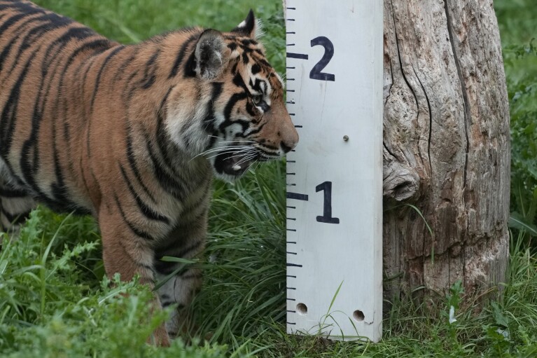 A Sumatran tiger investigates a measuring stick during London Zoo's Annual Weigh In, in London, Thursday, Aug. 24, 2023. The Annual Weigh In is a chance for keepers at the conservation zoo to make sure the information they've recorded is up-to-date and accurate, with each measurement then added to the Zoological Information Management System (ZIMS), a database shared with zoos all over the world that helps zookeepers to compare important information on thousands of threatened species. (AP Photo/Kirsty Wigglesworth)