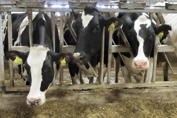 FILE - This Sept. 21, 2011 file photo shows three Holsteins cows at Larson Acres Inc. in the Town of Magnolia, Wis. The farm has 2,900 dairy cows. Wisconsin regulators can impose operating conditions on factory farms and consider high-capacity wells' cumulative environmental impacts when deciding whether to grant permits, the state Supreme Court ruled Thursday, July 8, 2021. (AP Photo/Dinesh Ramde, File)
