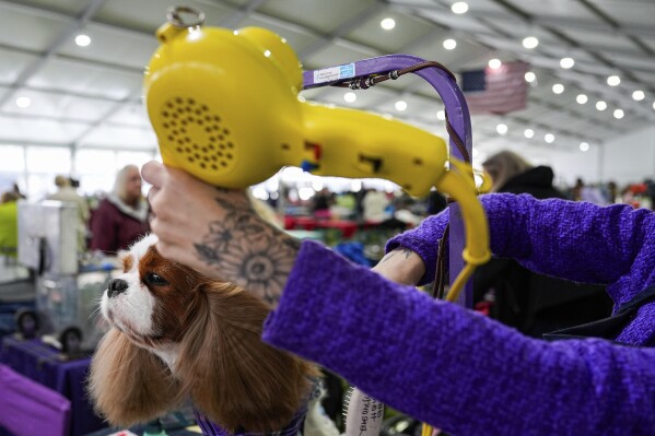 A dog is groomed during the 148th Westminster Kennel Club Dog Show at the USTA Billie Jean King National Tennis Center on Monday, May 13, 2024 in New York.  (AP Photo/Julia Nickinson)