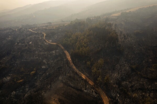 Charred trees are visible during wildfires near the village of Kirkis, near Alexandroupolis town, in the northeastern Evros region, Greece, Aug. 23, 2023. (AP Photo/Achilleas Chiras)