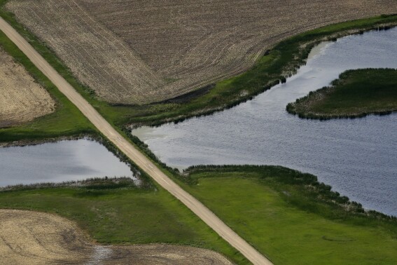 FILE - A road bisects a wetland on June 20, 2019, near Kulm, N.D. States and Native American tribes will have greater authority to block energy projects such as natural gas pipelines that could pollute rivers and streams under a final rule issued Thursday, Sept. 14, 2023, by the Biden administration. (AP Photo/Charlie Riedel, File)