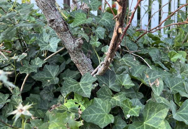 This image provided by Jessica Damiano shows English Ivy (Hedera helix) growing around and up the base of a rose bush on Aug. 6, 2023, in Nassau County, N.Y. (Jessica Damiano via AP)