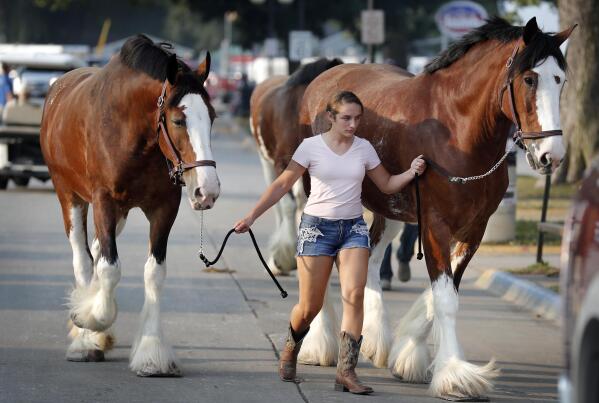 FILE - In this Aug. 16, 2018 file photo, Joyce Miller, of Shipshewana, Ind., walks her Clydesdale horses to the barn at the Iowa State Fair, in Des Moines, Iowa. With coronavirus cases rising throughout Iowa and around the nation, health experts are becoming increasingly worried about next month's Iowa State Fair, which will bring more than 1 million people to Des Moines. (AP Photo/Charlie Neibergall File)
