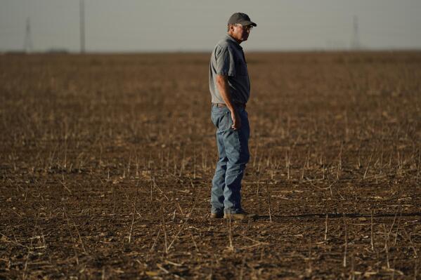 No Dryland Crop to Harvest: West Texas Cotton Farmers Open Up