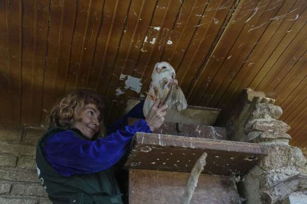 conservation officer anna kazazou holds a barn owl after removing it from a nesting box at the attica zoological park, near athens, on jan. 21, 2025. (ap photo/thanassis stravrakis)